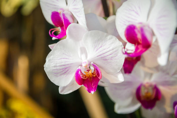istock Orchid flower, Phalaenopsis Amabilis 1412154265