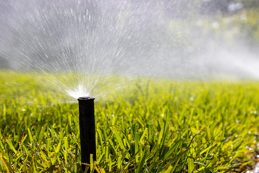 Grass gets a good watering from an irrigation head poking up out of the ground on a hot summer day.