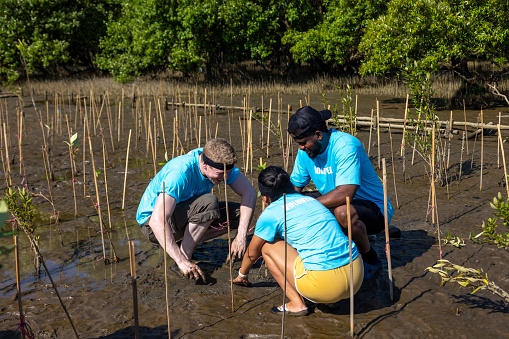 Team of young diversity volunteer worker group enjoy charitable social work outdoor in mangrove planting NGO work for fighting climate change and global warming in coastline habitat project
