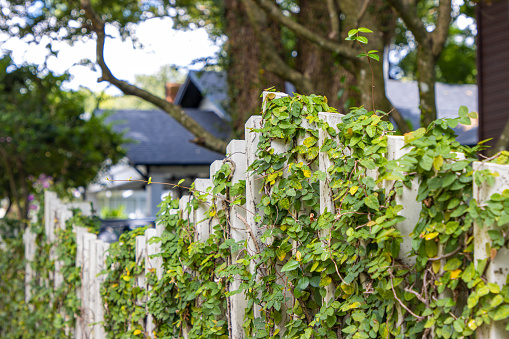 Vines grow over a white fence outside a house.