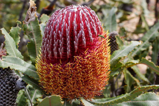 istock Firewood Banksia (Banksia menziesii), Western Australia, lateral view 1412155980