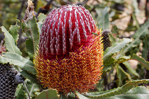 Inflorescence of the firewood banksia.  The individual flowers at the bottom have already opened. The flowers at the top are unopened.