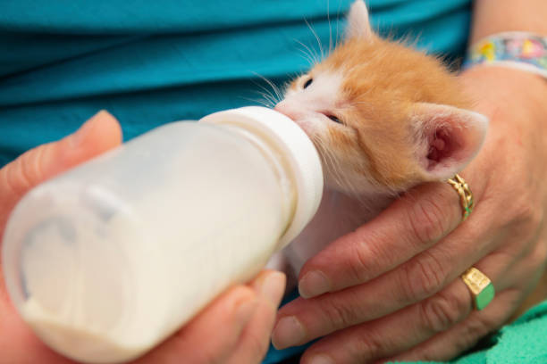 breastfeeding with the bottle and the little kitten - kitten newborn animal domestic cat feline imagens e fotografias de stock