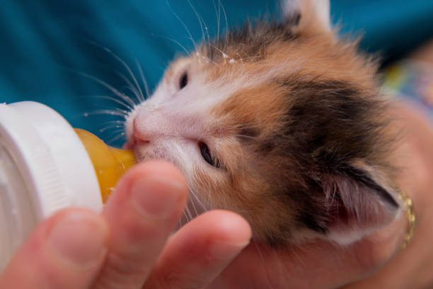 giving the bottle with milk to the kitten - kitten newborn animal domestic cat feline imagens e fotografias de stock