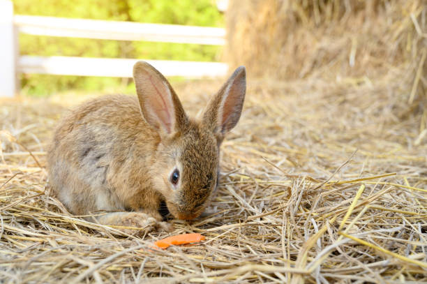 istock Cute brown rabbit bunny domestic pet on straw. Rabbit farm. 1412156242