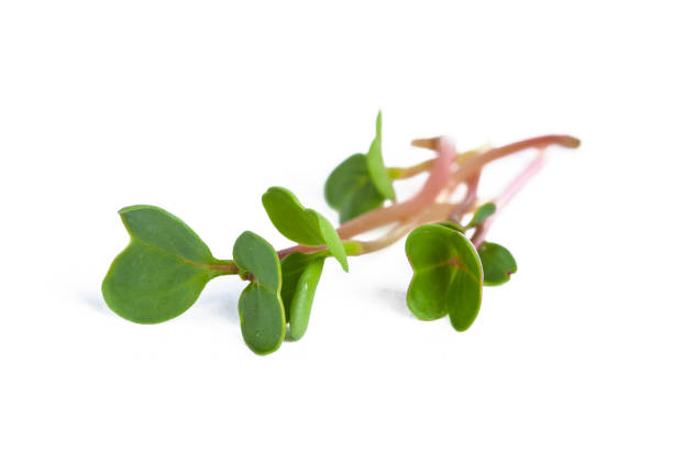 istock Fresh green alfalfa microgreen  isolated on white 1412156968