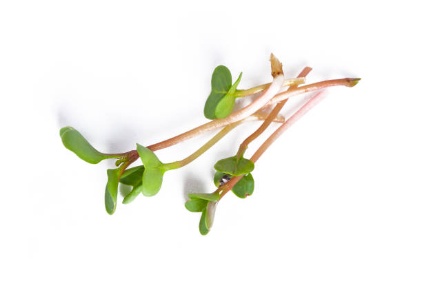 istock Fresh green alfalfa microgreen  isolated on white 1412156980