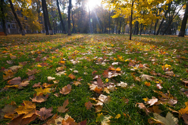 istock Golden autumn in park in Kyiv 1412157044