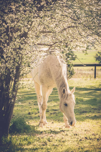 Beautiful Horse in a Green Meadow in sunny day