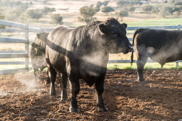 istock Angus bulls in winter 1412159295