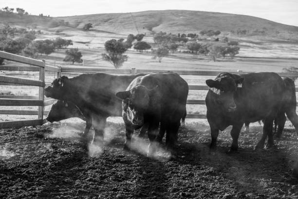 冬のアンガス雄牛 - winter agriculture ranch field ストックフォトと画像