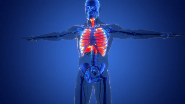 istock Human Respiratory System Lungs with Diaphragm Anatomy 1412159553