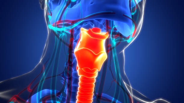 istock Human Respiratory System Larynx and Pharynx Anatomy 1412159586