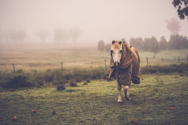 A white horse in the field in springtime