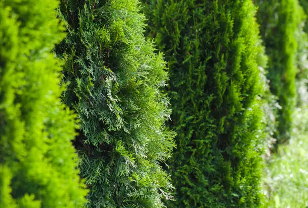 Thuja  shrubs growing in a row in a garden, decorative cultivar photo background with selective focus