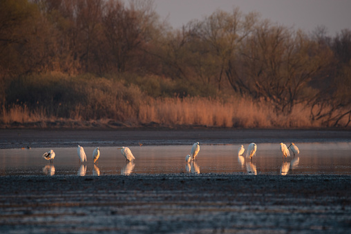 Egrets and spoonbills on the lowered lake in the dawn lights