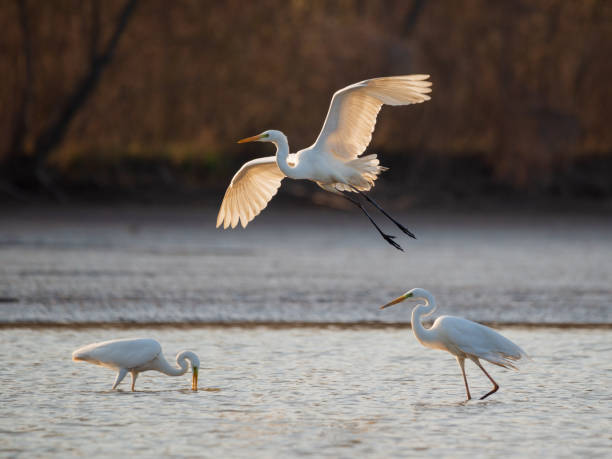 istock Flying Great egret over the lake 1412161946