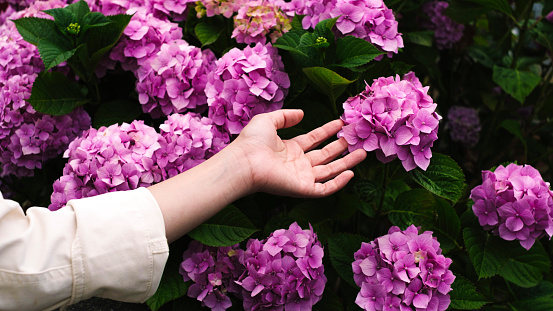 A woman holds the flower of a hydrangea flower in front of a flower-strewn bush in the spring