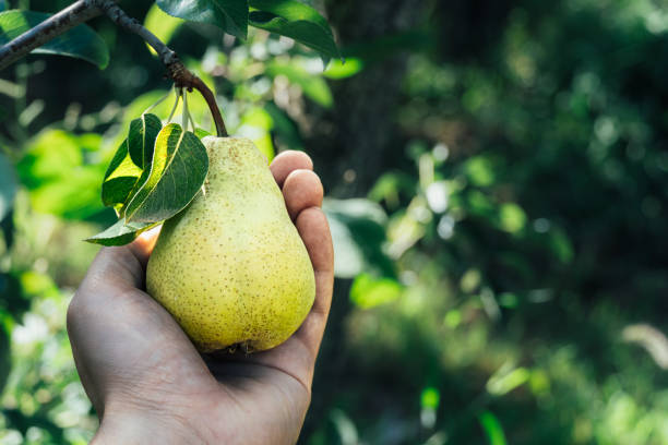 Pick A Pear Clips Pick A Pear Clips