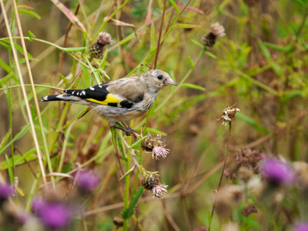 istock Goldfinch,Carduelis carduelis 1412163858