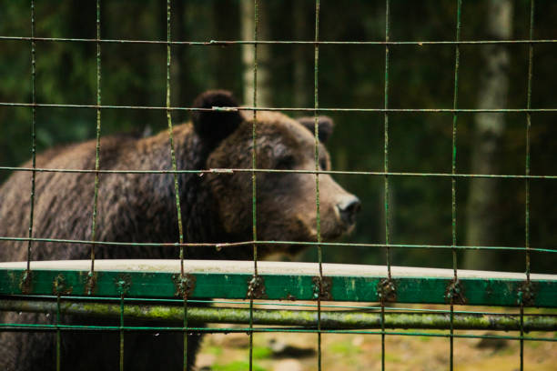 istock wild bear in rehabilitation center 1412164833