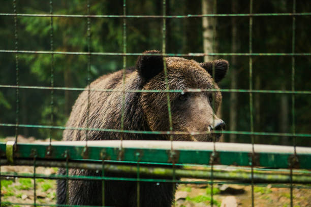 istock wild bear in rehabilitation center 1412164837