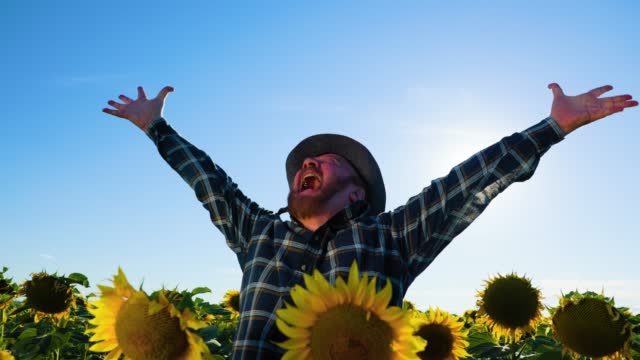 screaming Satisfied successful elderly farmer raising hands in victorious pose in sunflower crops