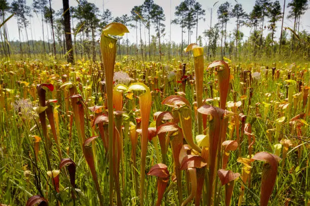 The carnivorous pale pitcher plant (Sarracenia alata) occurs in large fields with color variations in Alabama.