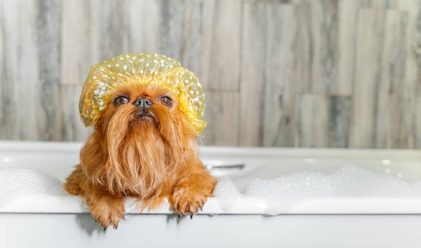 istock Brussels Griffon in the bath, wearing a bathing cap. 1412166628