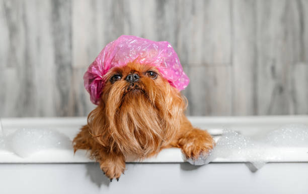 istock Brussels Griffon in the bath, wearing a bathing cap. 1412166629
