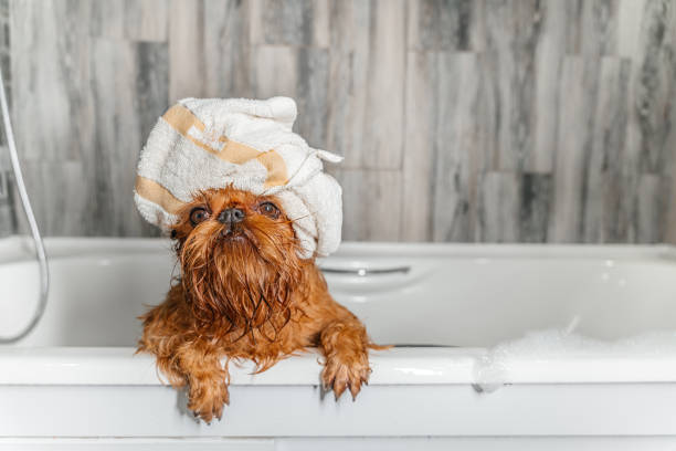 istock brussels griffon dog after bath with towel wrapped around head 1412168046