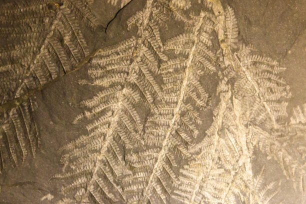 istock Imprint of leaf on rock. Stone texture. Archaeological background 1412168533