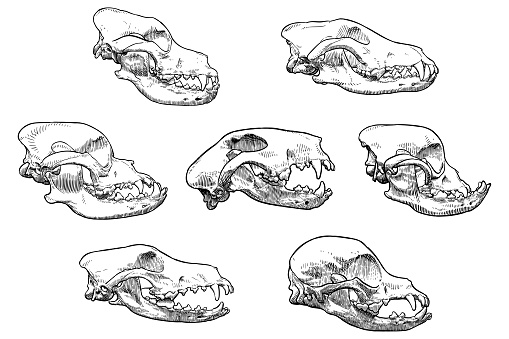 Hand drawn illustration of seven dog skulls. Engraving style. Side view.