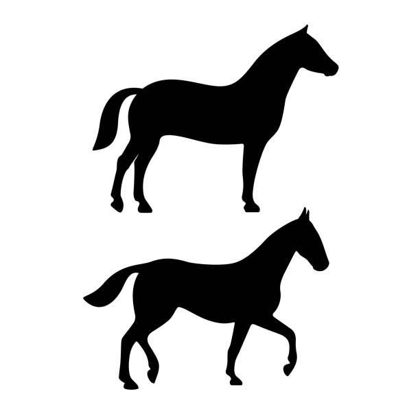 Standing and walking horse silhouette isolated over white Standing and walking horses silhouette icons set on white background animal drawn stock illustrations