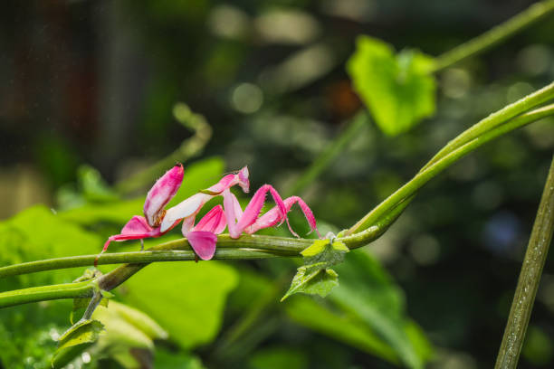 Orchid mantis preying, Pink orchid mantis, Hymenopus coronatus. Orchid mantis preying, Pink orchid mantis, Hymenopus coronatus. Walking flower mantis or Flower mantises orchid mantis stock pictures, royalty-free photos & images