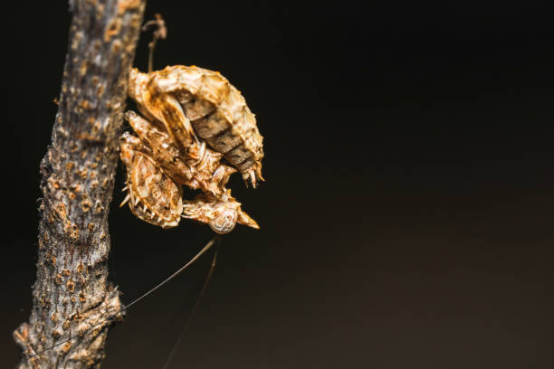 istock Unicorn Mantis. Ceratomantis saussurii. Praying mantis 1412169502