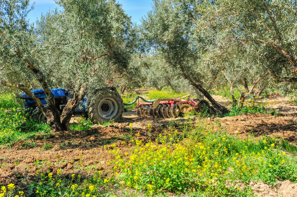 Tractor performing tillage tasks in the olive grove - disc harrows.