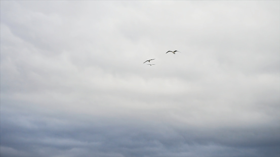 Flying gull birds in front of a blue grey sky with clouds. Beautiful seagulls soaring among heavy, grey clouds.