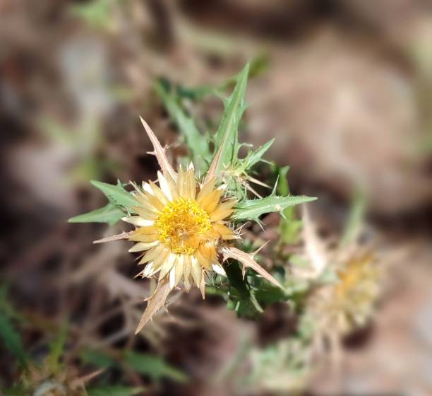 istock Thorny flower of yellow thistle 1412172917