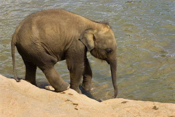 Relationship Asia Elephant calf and mom in Northeastern of Thailand.