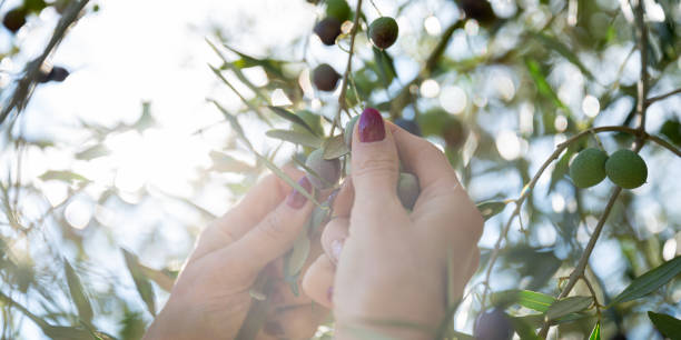 istock Female hands harvesting olive fruits 1412177183