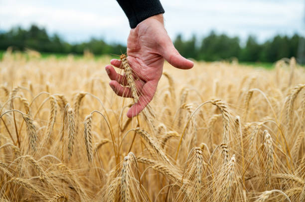 male hand reaching down to gently touch and stroke a ripening golden ear of wheat - wheat freedom abundance human hand imagens e fotografias de stock