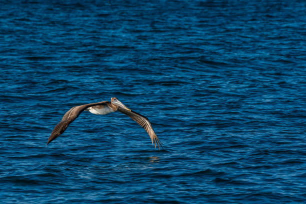 istock Brown Pelican flying along Puerto Penasco, Mexico 1412177366