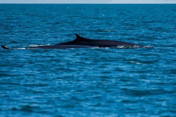 A Baleen dark slate-gray white color whale swimming along the Rocky Point area