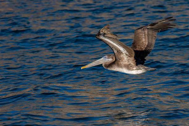 istock Brown Pelican flying along Puerto Penasco, Mexico 1412177399