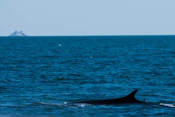 A Baleen dark slate-gray white color whale swimming along the Rocky Point area