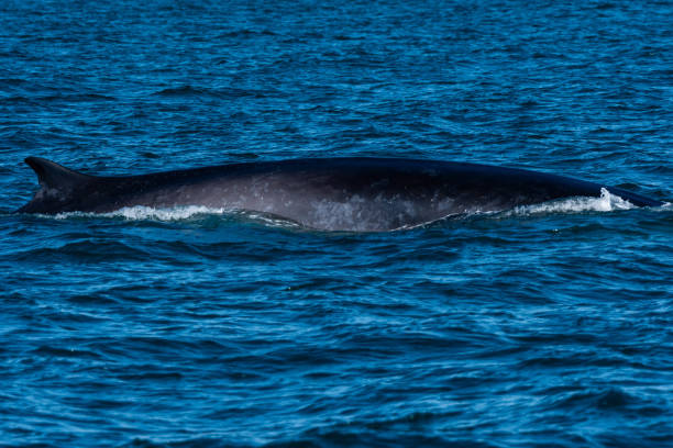 istock A large Grey Whale in Puerto Penasco, Mexico 1412177422