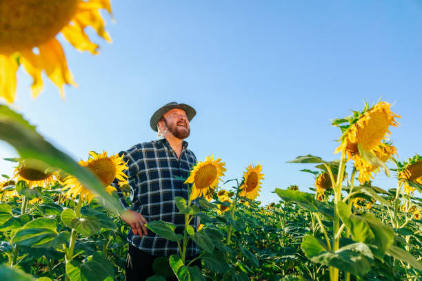 istock cheerful aged farmer with arms on hips with a hat stands between sunflower crops 1412177633