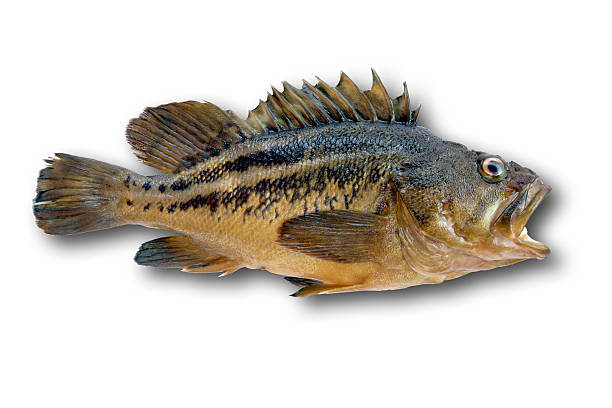 istock Fish isolated on white, clipping path included 141217774