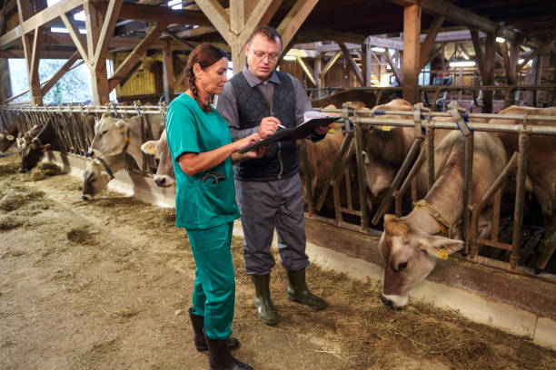 istock Veterinarian and assistant inspecting livestock 1412177850